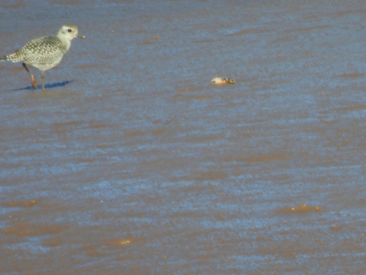 Black-bellied Plover - ML642550363