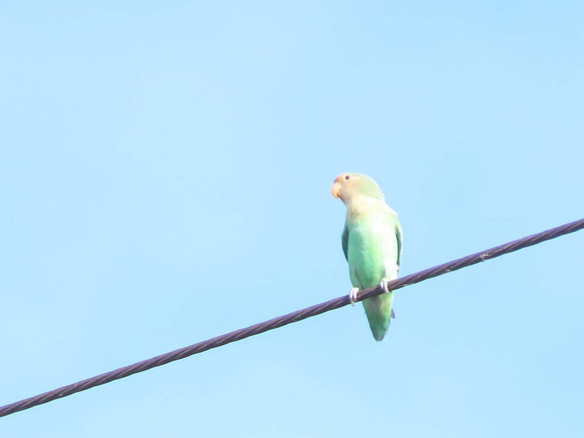 桃臉愛情鳥(馴化) - ML642550364