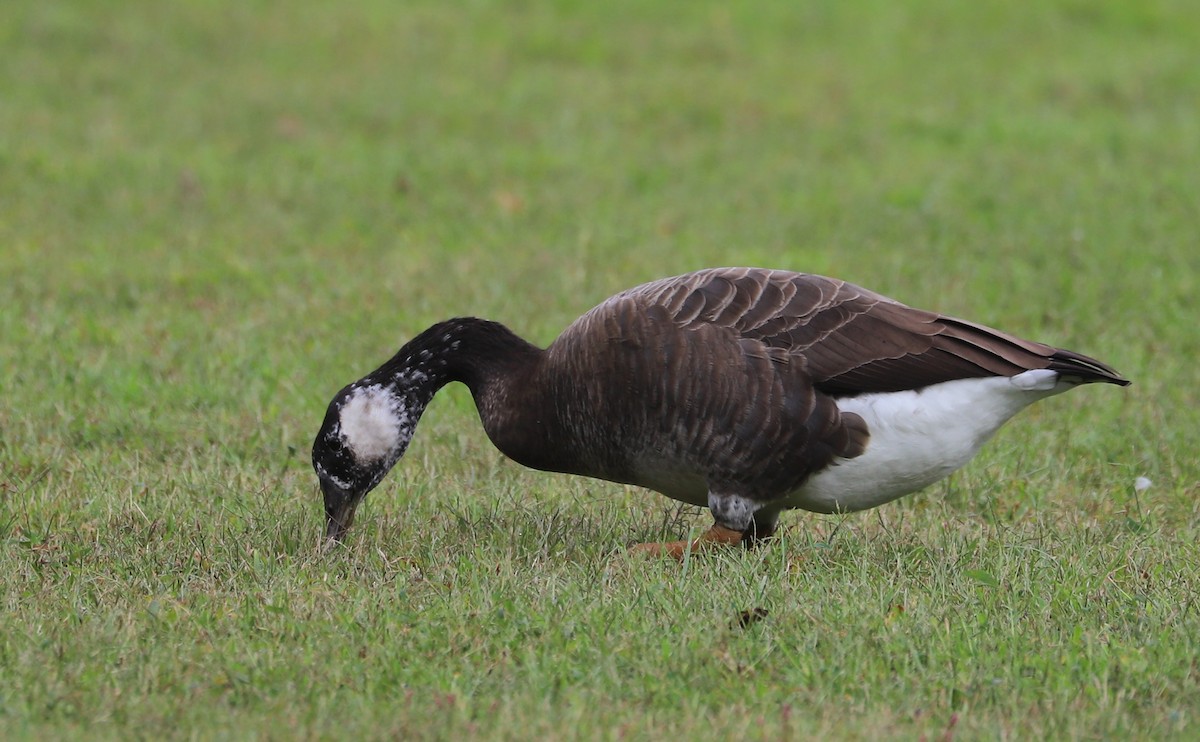 Domestic goose sp. x Canada Goose (hybrid) - ML642550403