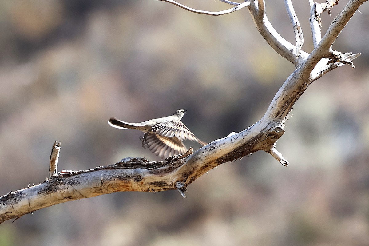 Townsend's Solitaire - ML642550404
