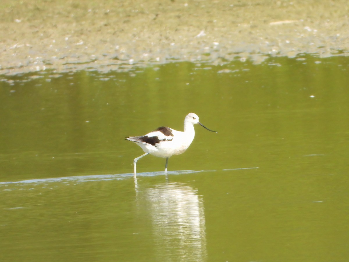 American Avocet - ML642550405