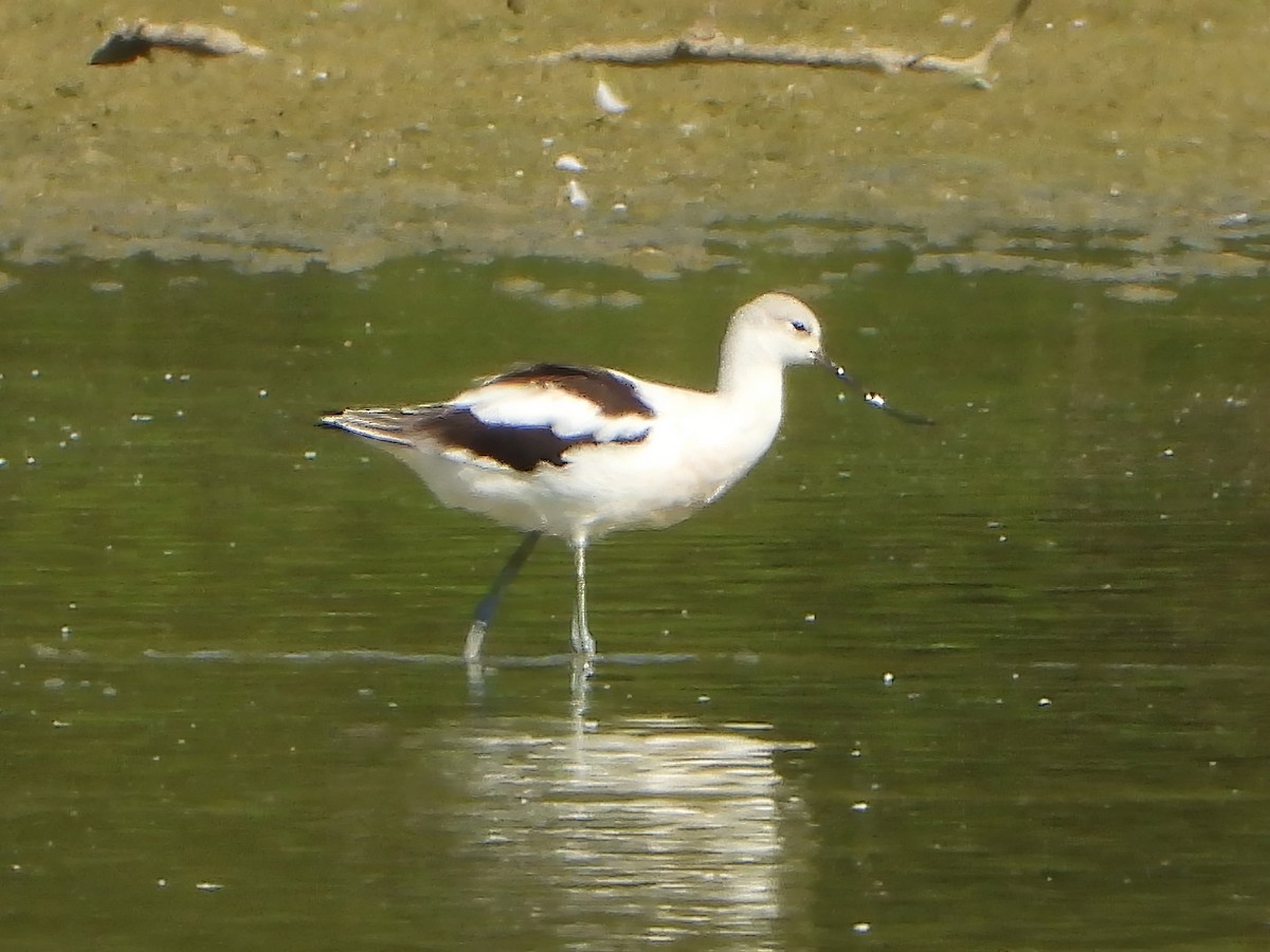 American Avocet - ML642550406