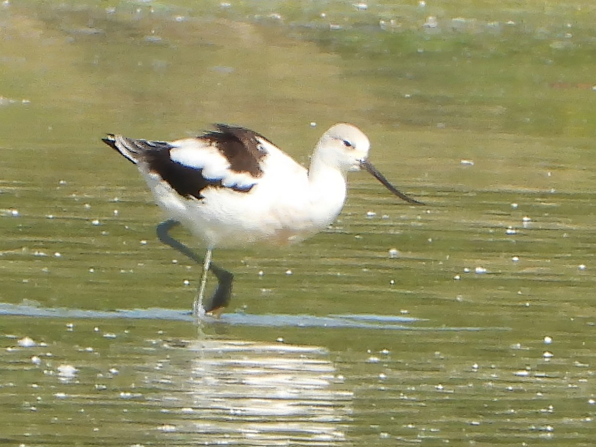 American Avocet - ML642550407