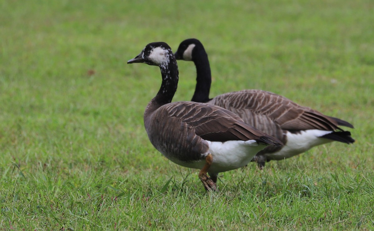 Domestic goose sp. x Canada Goose (hybrid) - ML642550410