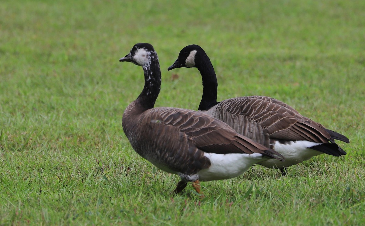 Domestic goose sp. x Canada Goose (hybrid) - ML642550412