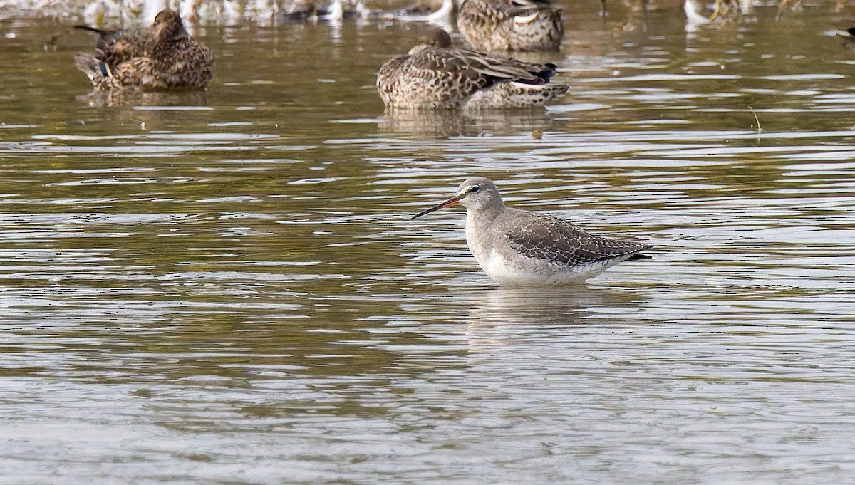 Spotted Redshank - ML642550414