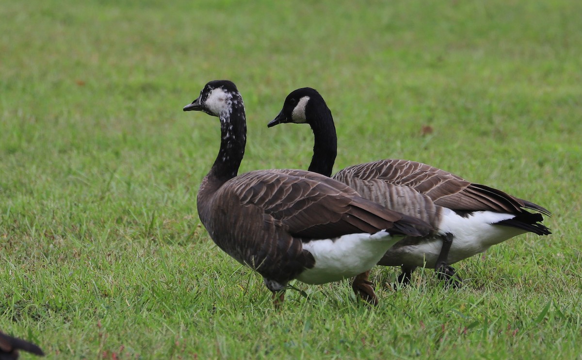 Domestic goose sp. x Canada Goose (hybrid) - ML642550416
