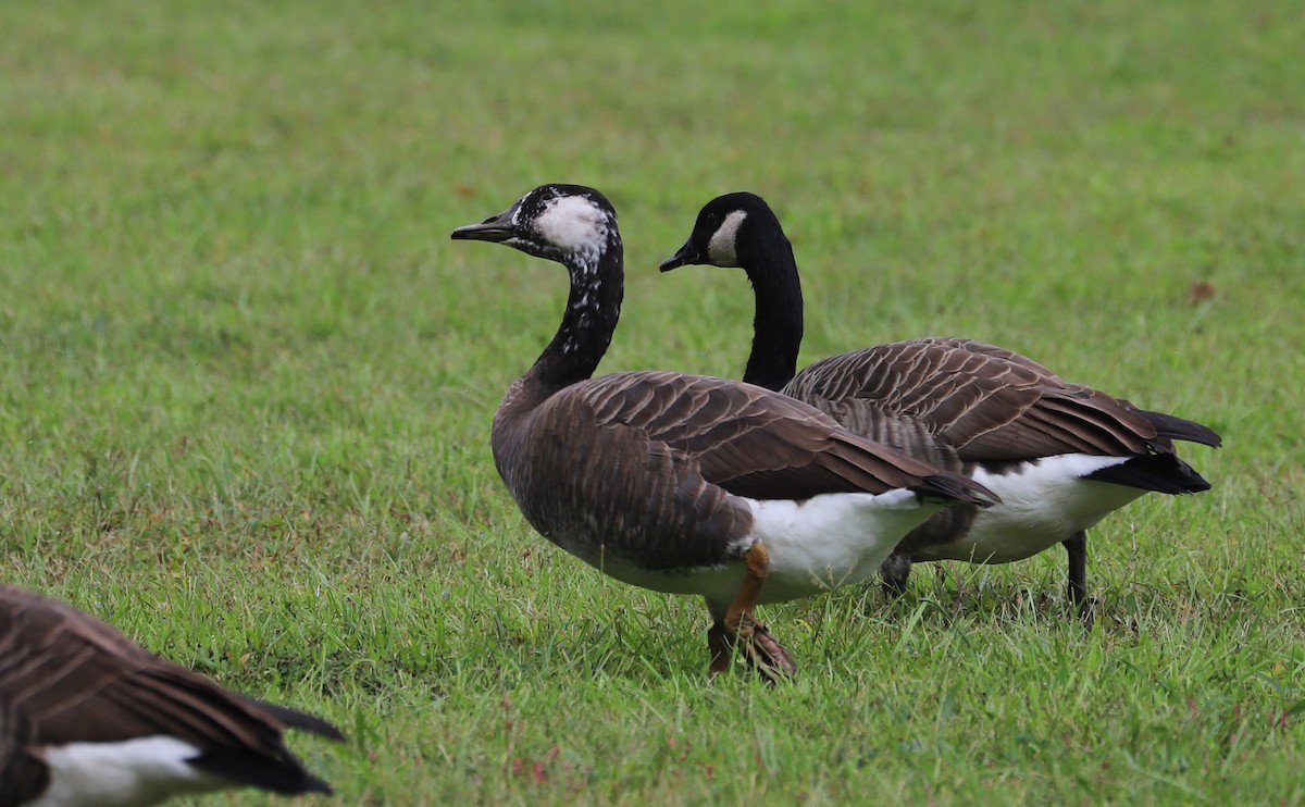 Domestic goose sp. x Canada Goose (hybrid) - ML642550419