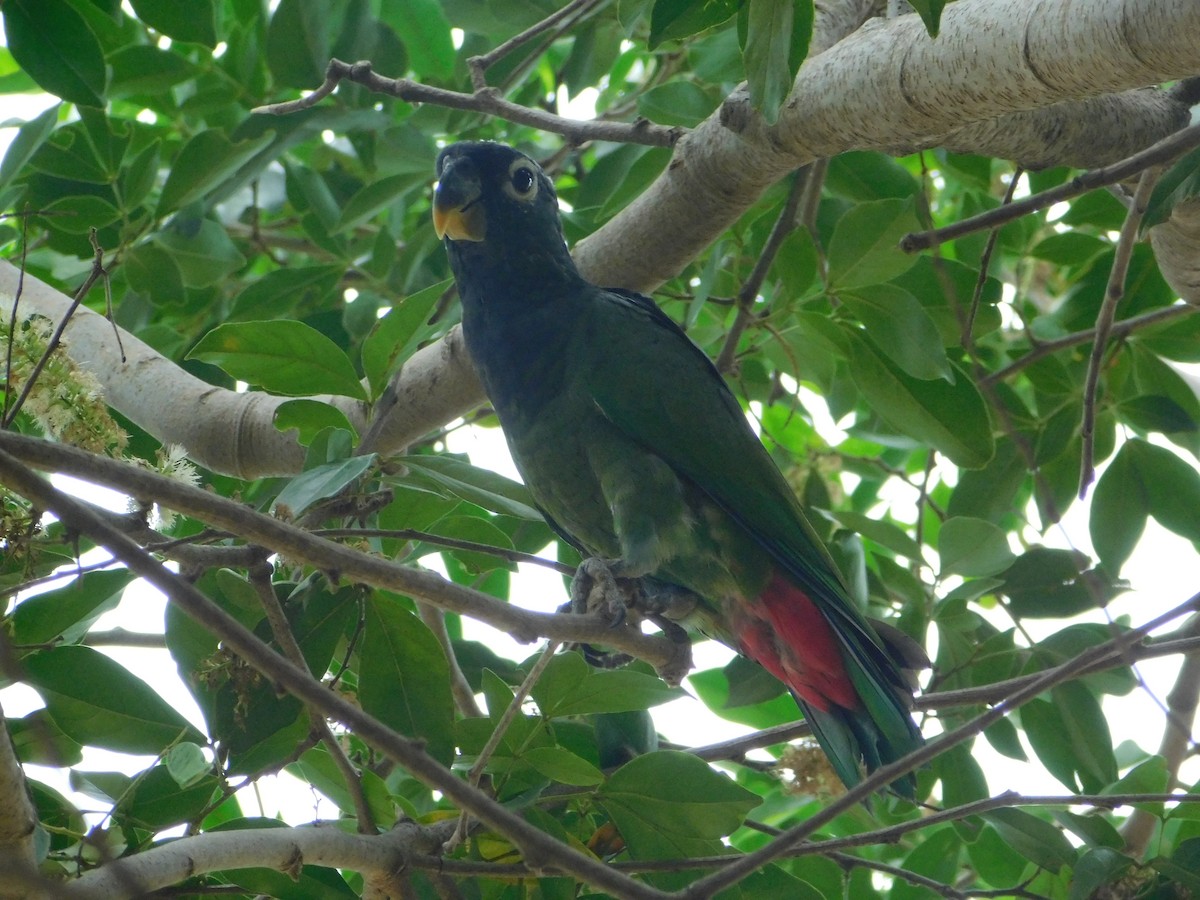 Scaly-headed Parrot - ML642550423