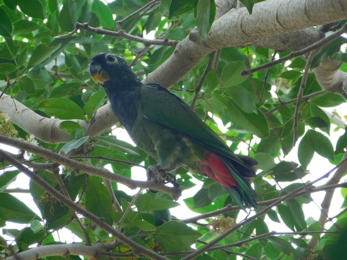 Scaly-headed Parrot - ML642550425