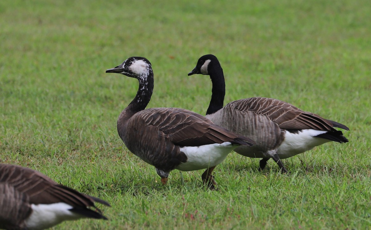 Domestic goose sp. x Canada Goose (hybrid) - ML642550429