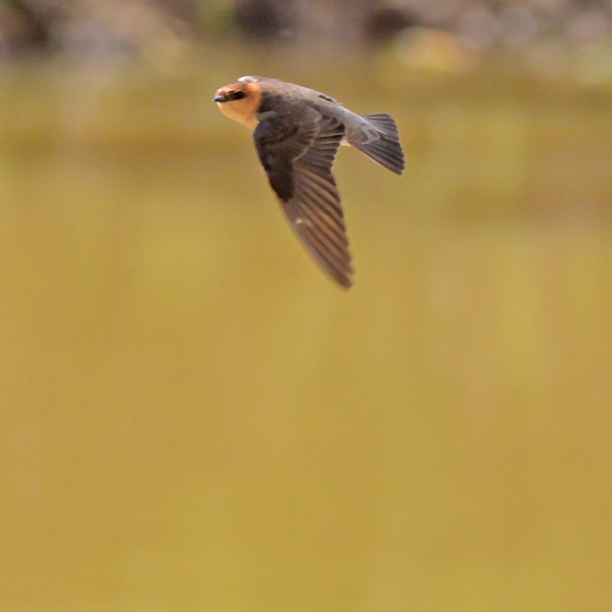 Hirondelle fardée - ML642550433