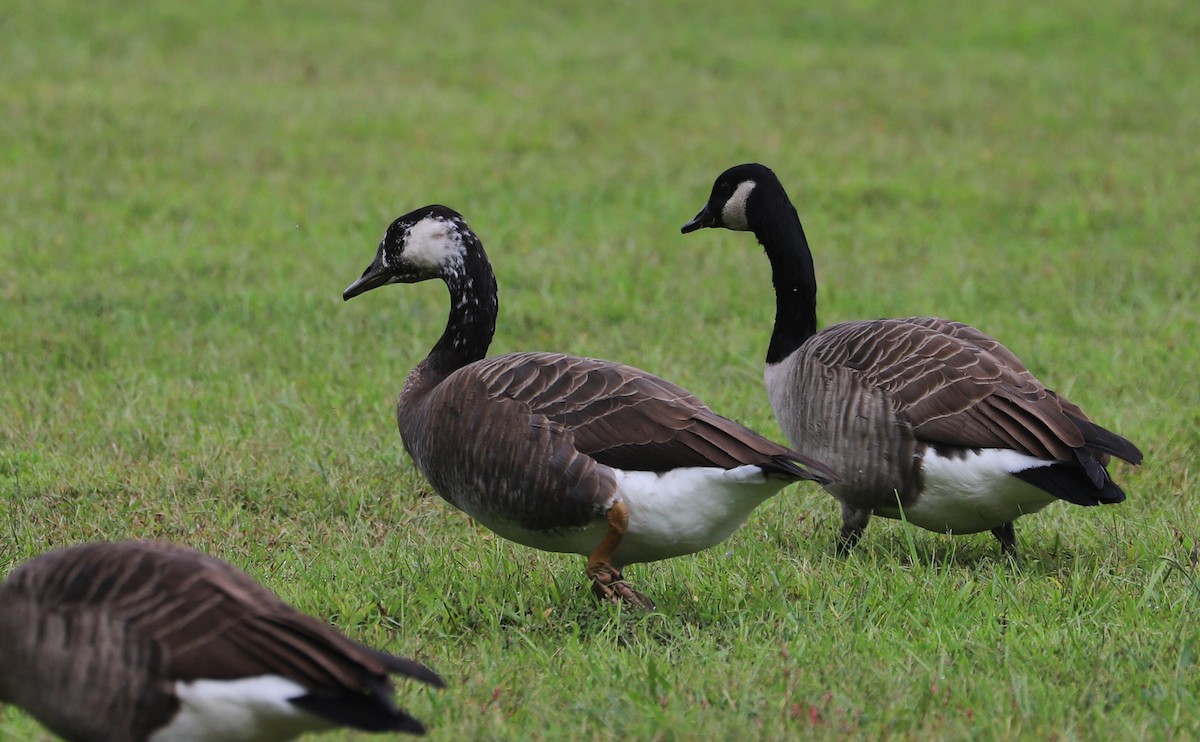 Domestic goose sp. x Canada Goose (hybrid) - ML642550437