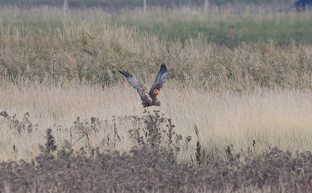 Western Marsh Harrier - ML642550469