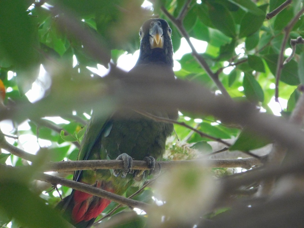 Scaly-headed Parrot - ML642550488