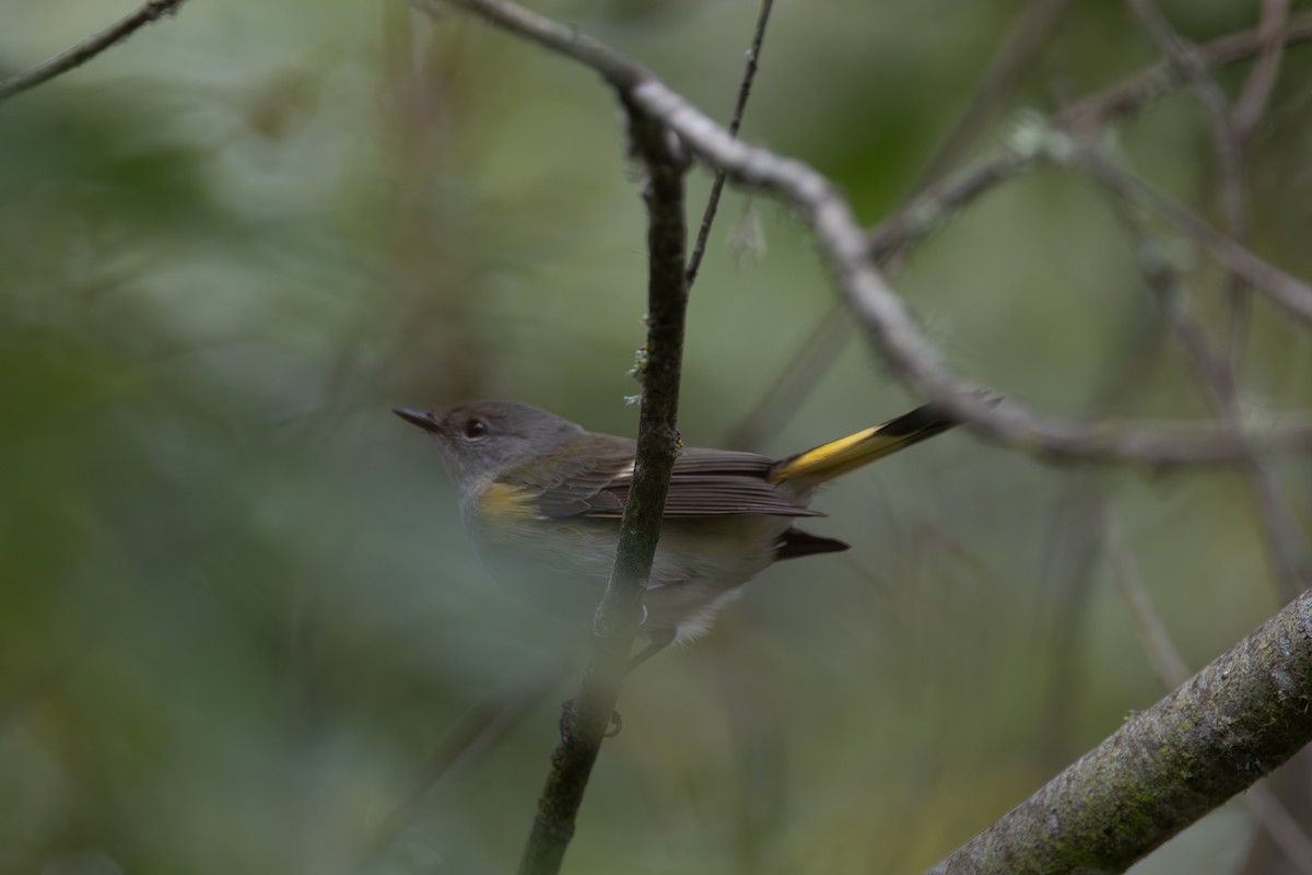 American Redstart - ML642550497