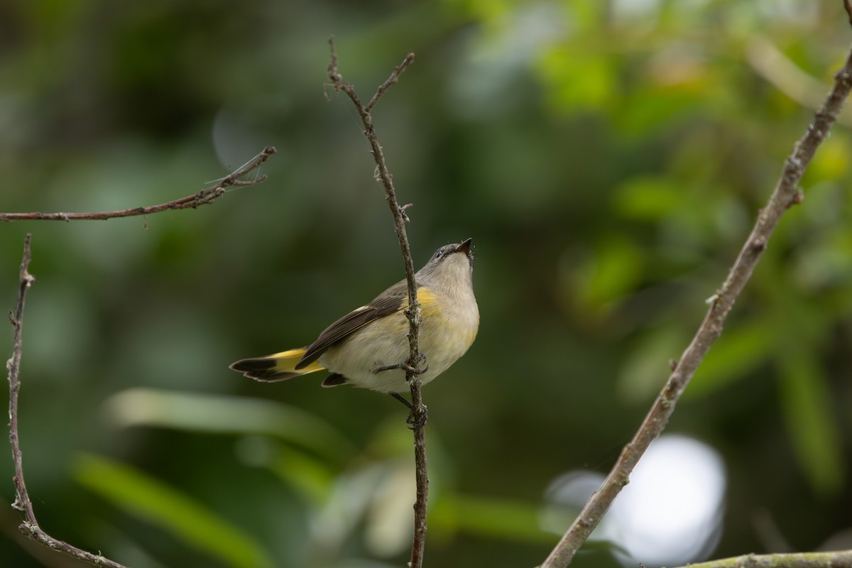 American Redstart - ML642550498