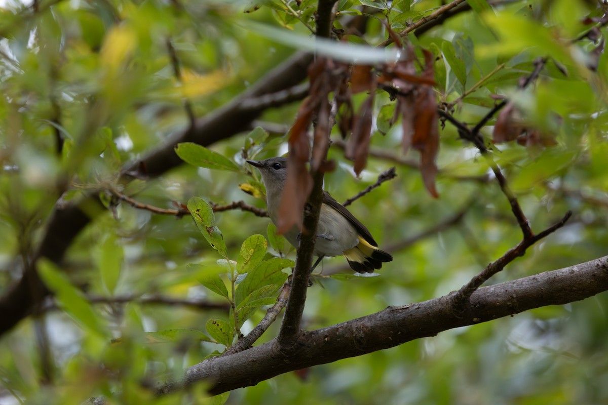 American Redstart - ML642550499