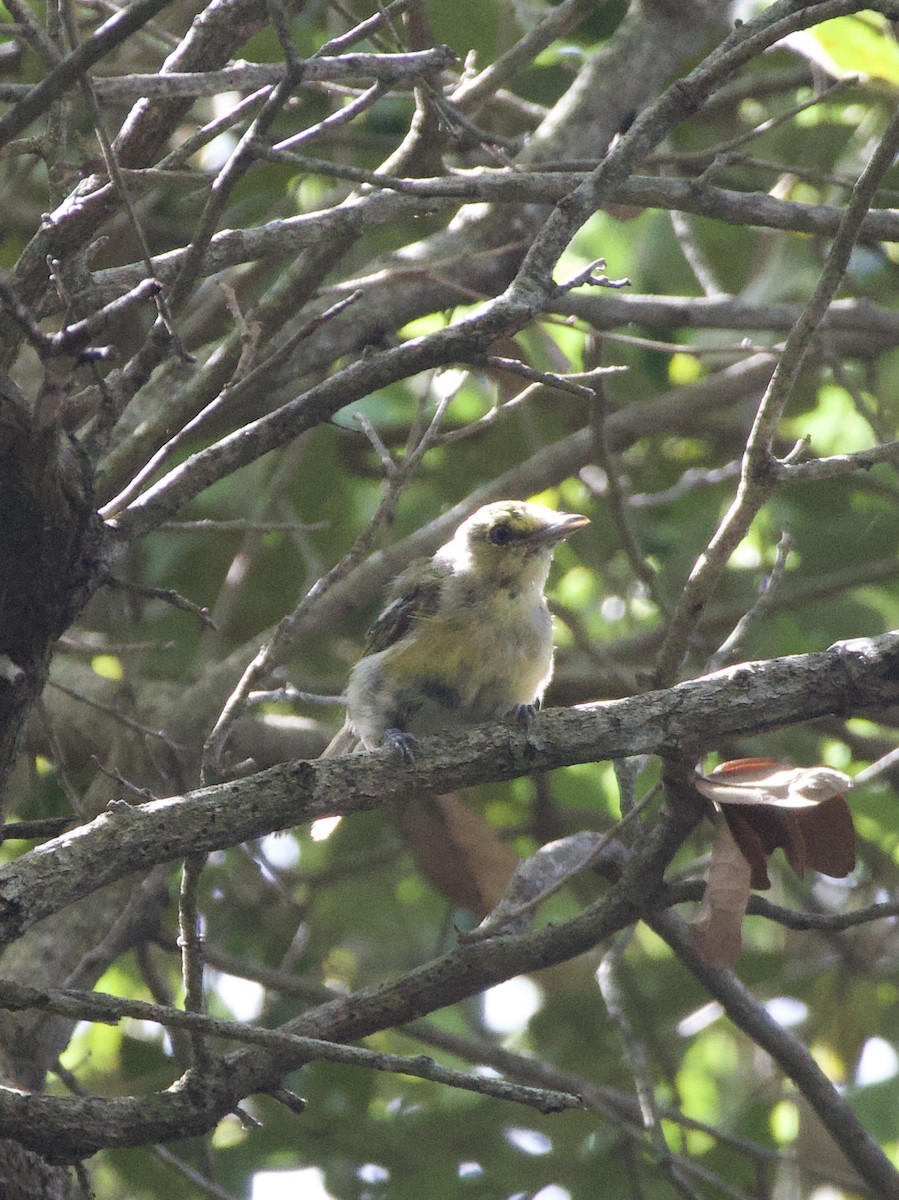 Thick-billed Vireo - ML642550505
