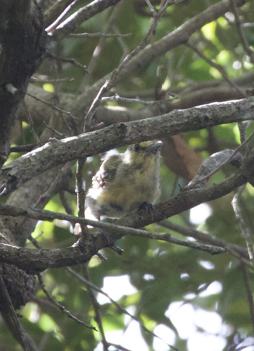 Thick-billed Vireo - ML642550506