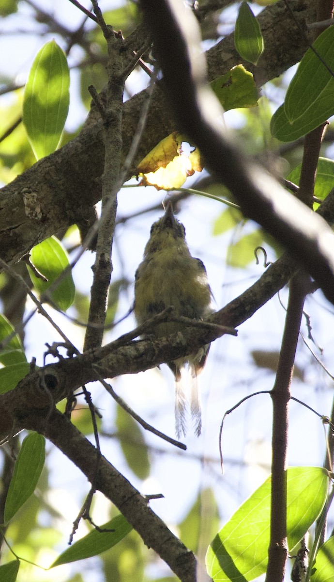 Thick-billed Vireo - ML642550507