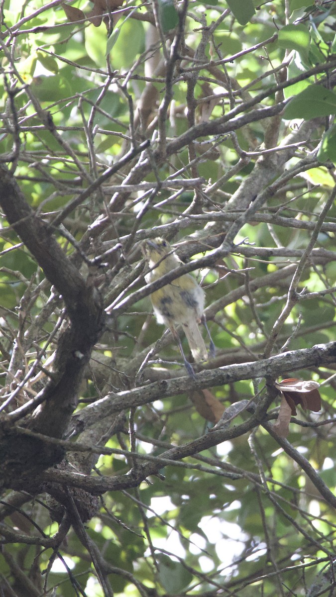 Thick-billed Vireo - ML642550508