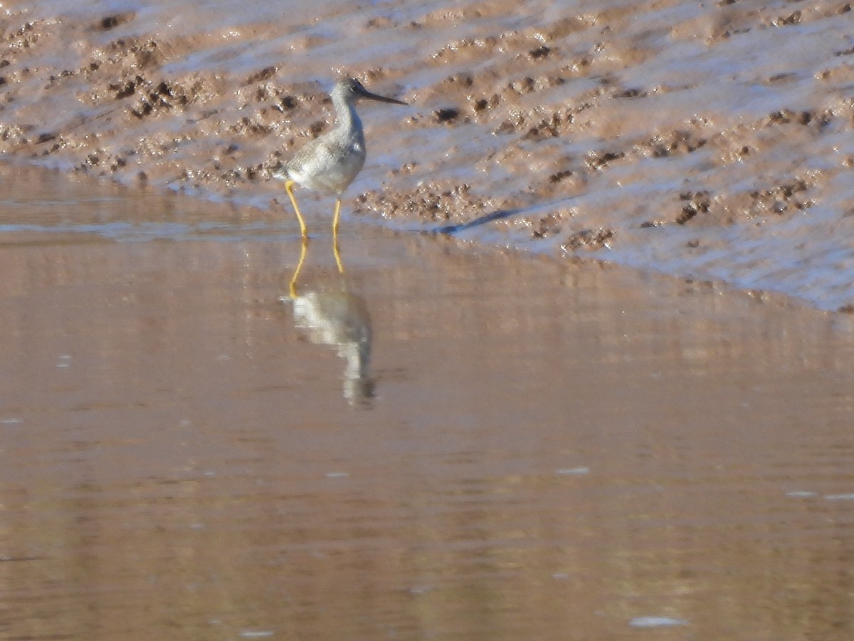 Greater Yellowlegs - ML642550550