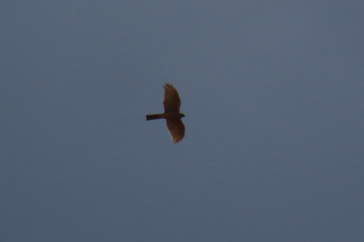 Collared Sparrowhawk - ML642550552
