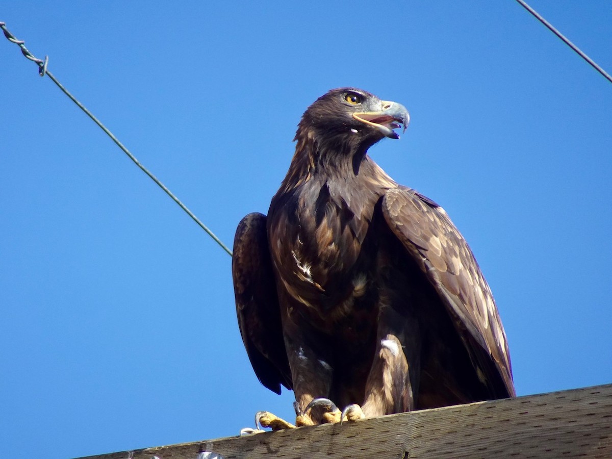 orel skalní - ML642550554