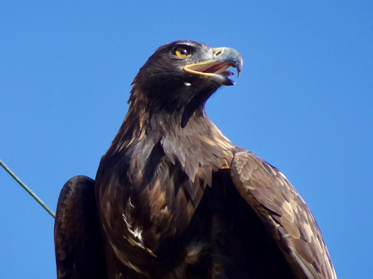 orel skalní - ML642550559