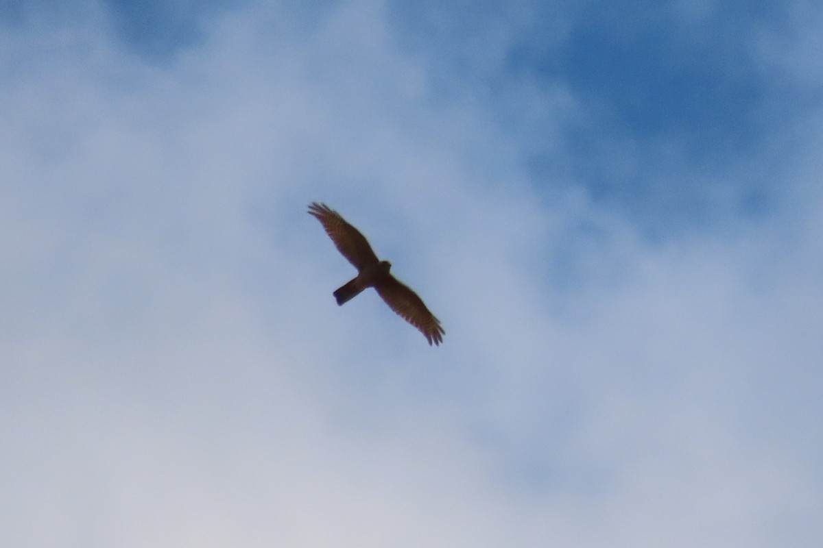 Collared Sparrowhawk - ML642550560