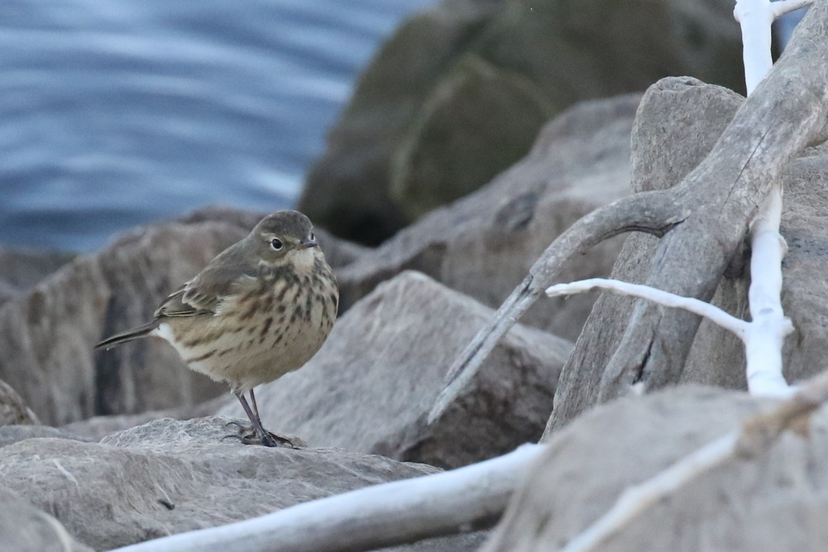 American Pipit - ML642550564