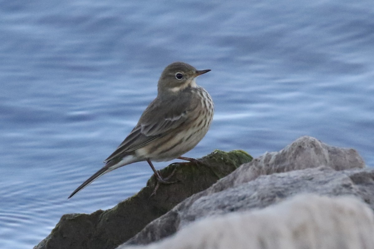 American Pipit - ML642550565