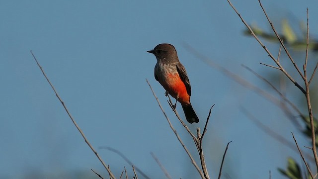 Vermilion Flycatcher - ML642550591