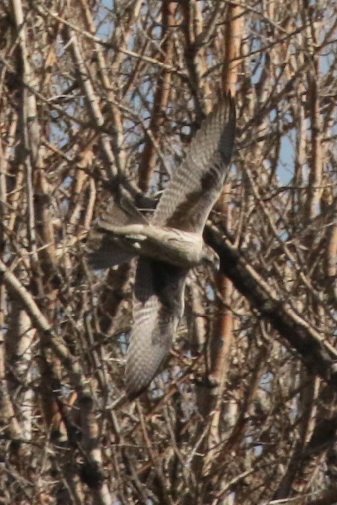 Prairie Falcon - ML642550594