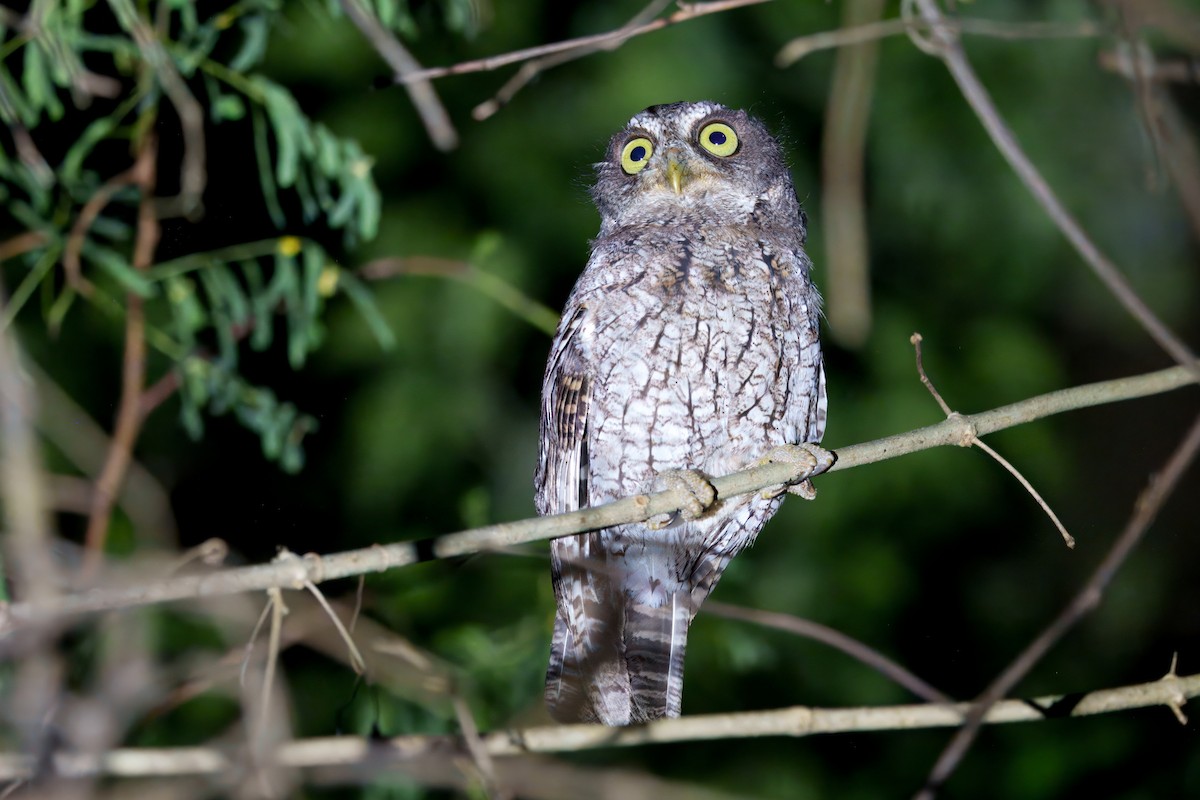 Middle American Screech-Owl - ML642550595