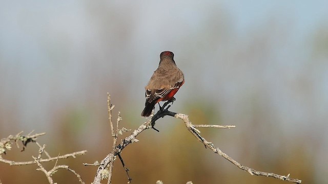 Vermilion Flycatcher - ML642550599