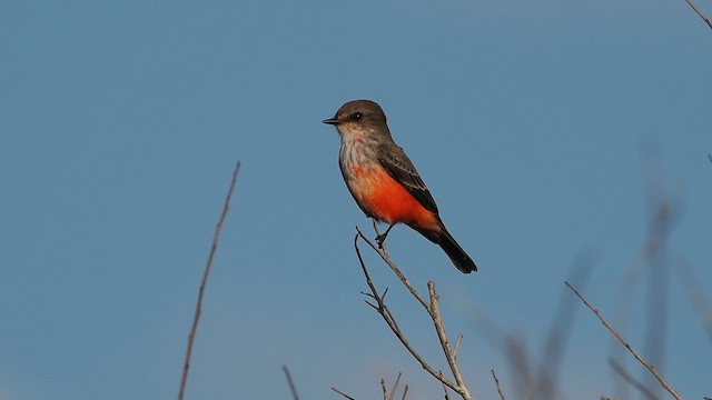 Vermilion Flycatcher - ML642550601