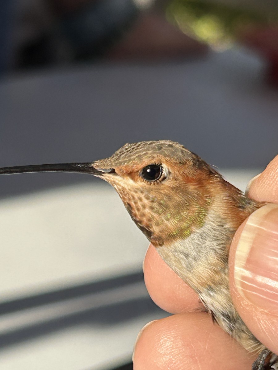 Allen's Hummingbird - ML642550629