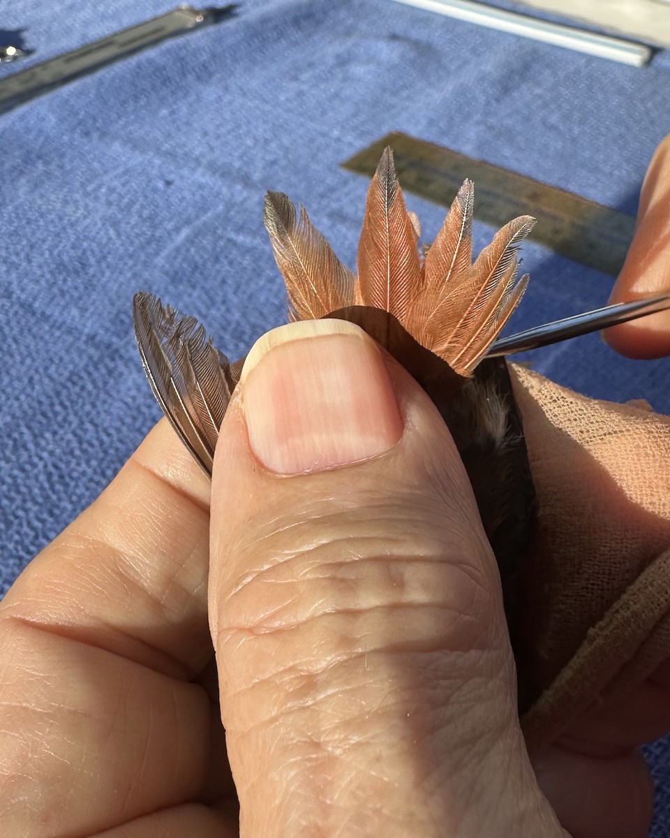 Allen's Hummingbird - ML642550631