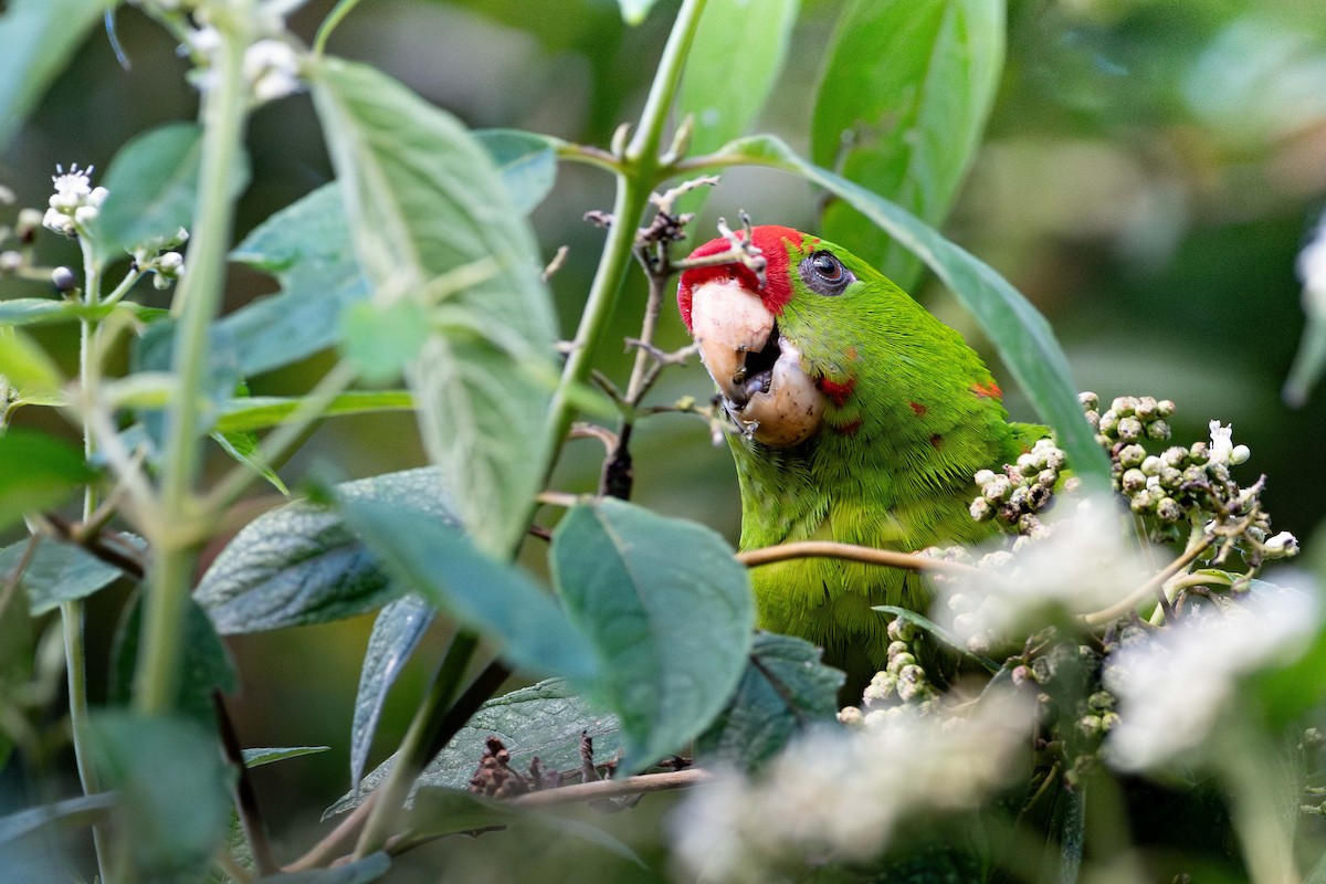Scarlet-fronted Parakeet - ML642550636