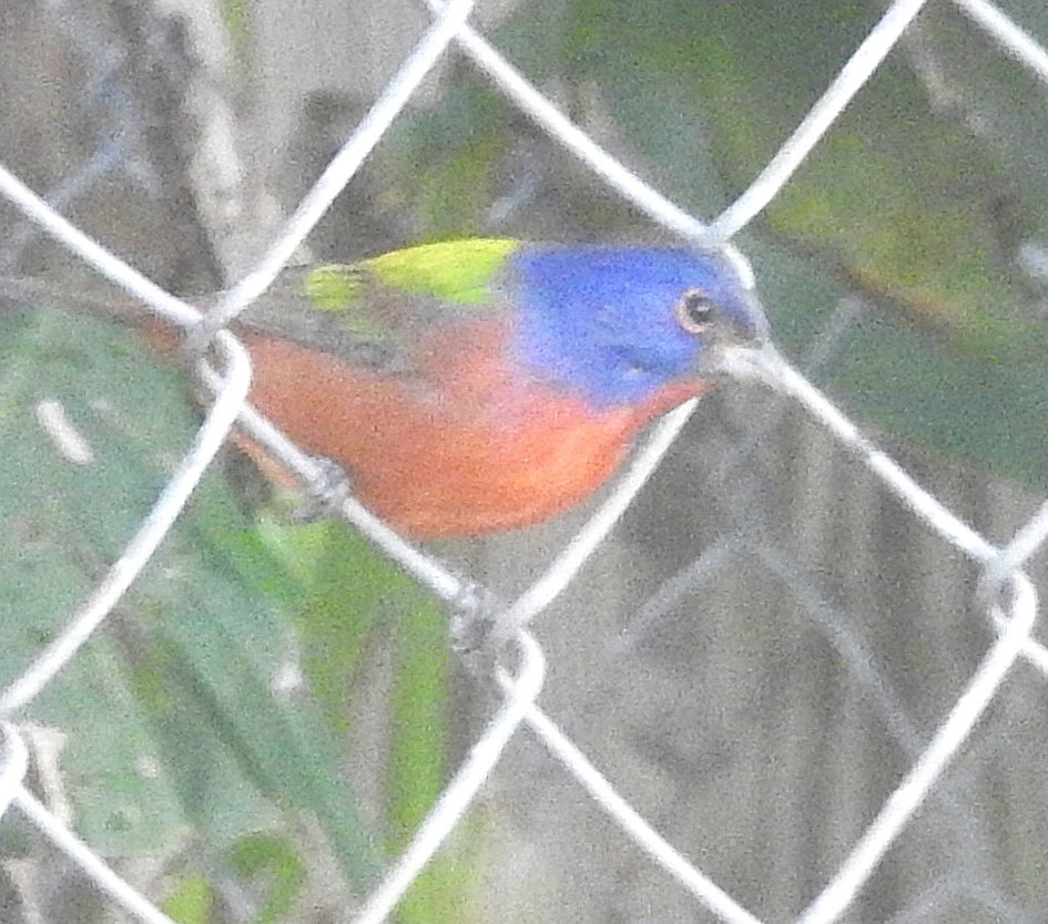 Painted Bunting - ML642550647
