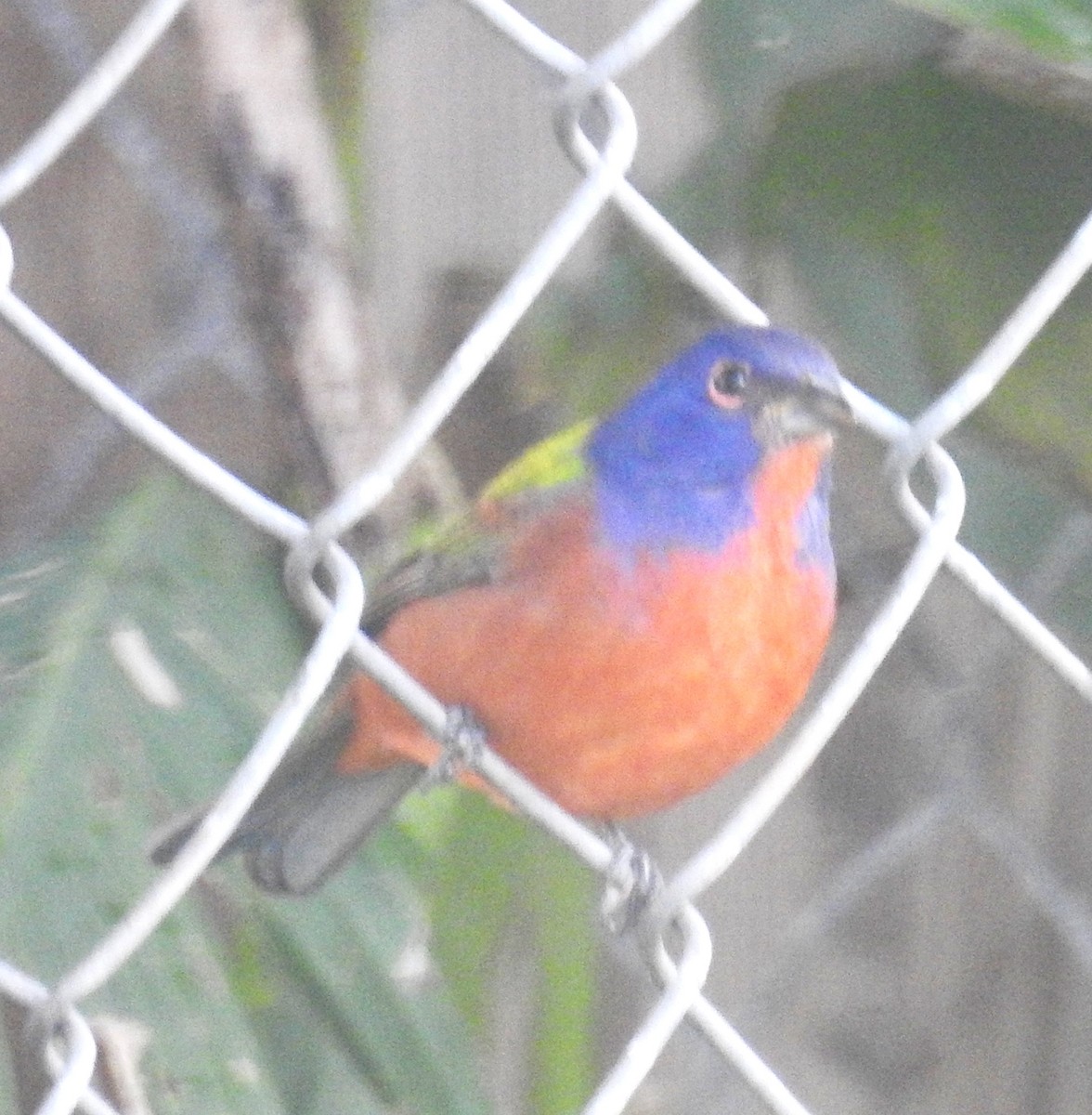 Painted Bunting - ML642550648