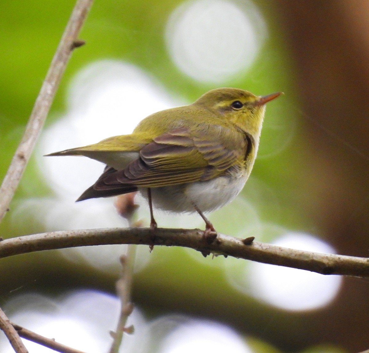Mosquitero Silbador - ML642550681