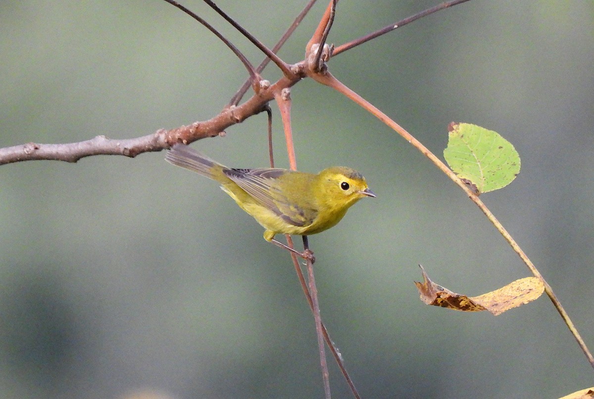 Wilson's Warbler - ML642550690
