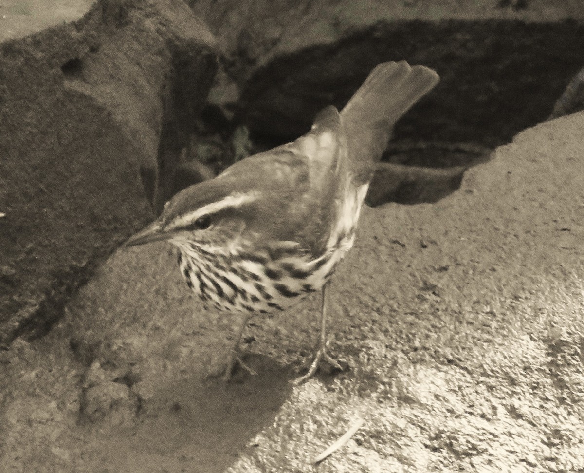 Northern Waterthrush - ML642550706