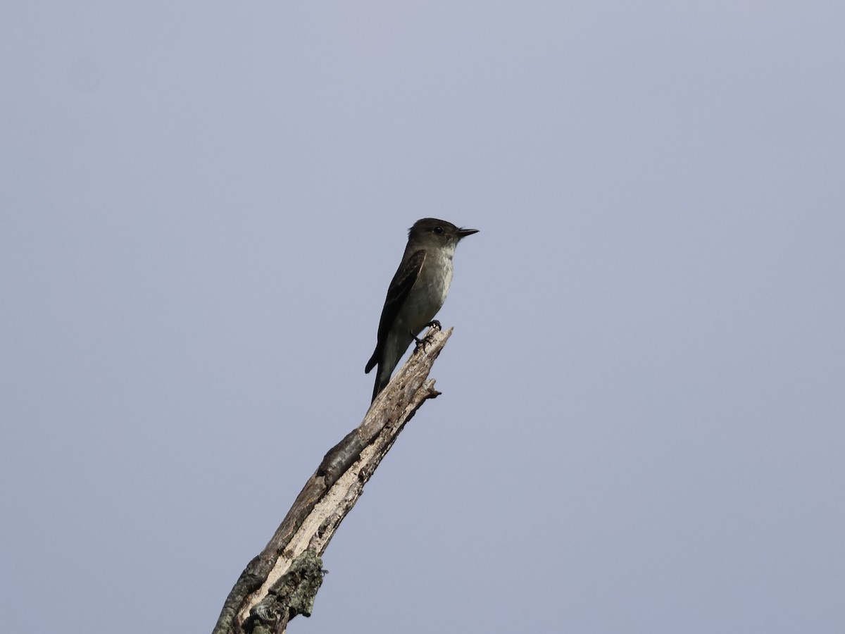 Western/Eastern Wood-Pewee - ML642550720