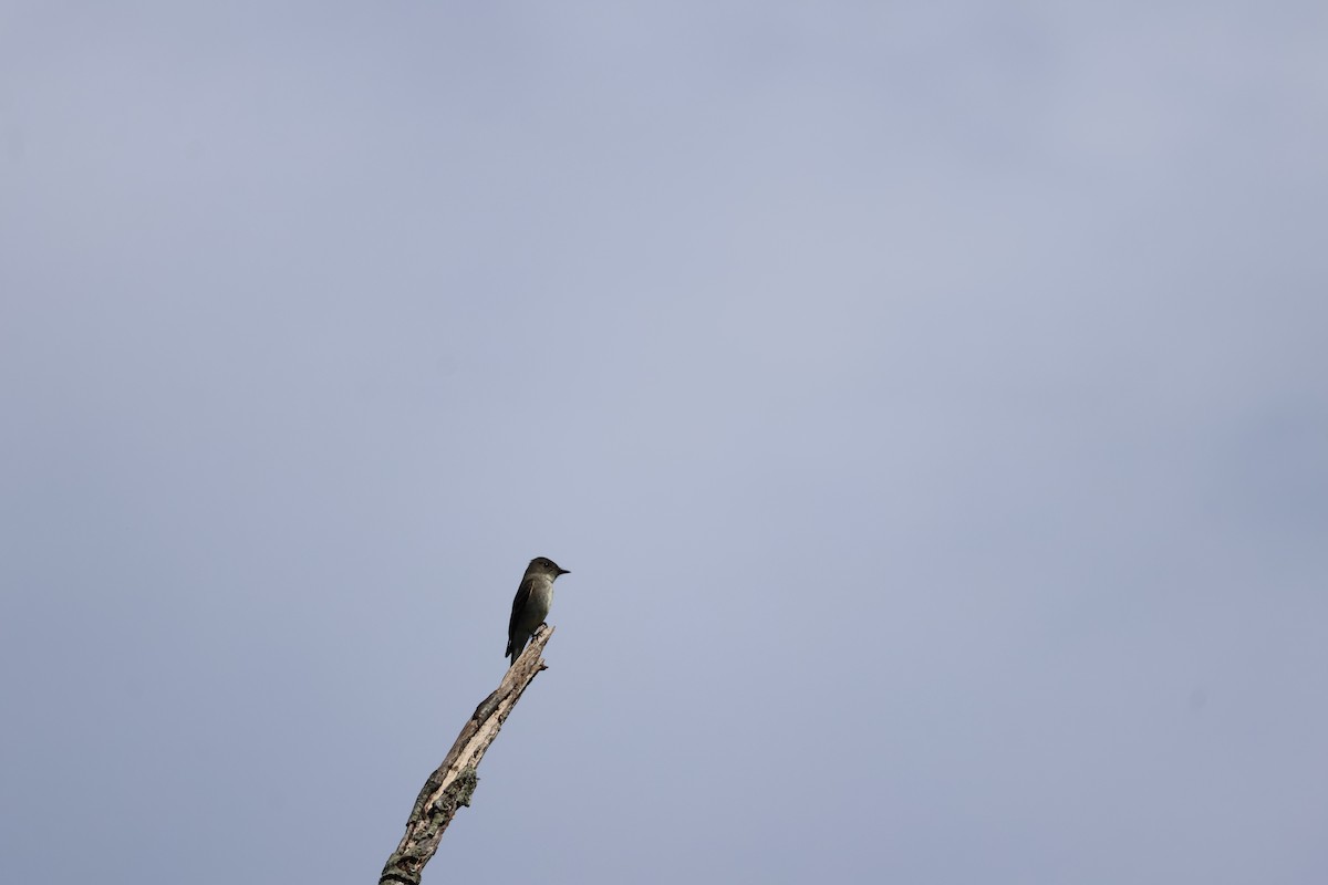 Western/Eastern Wood-Pewee - ML642550722
