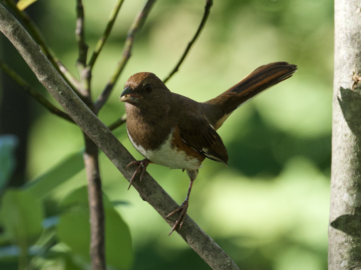 Eastern Towhee - ML642550726