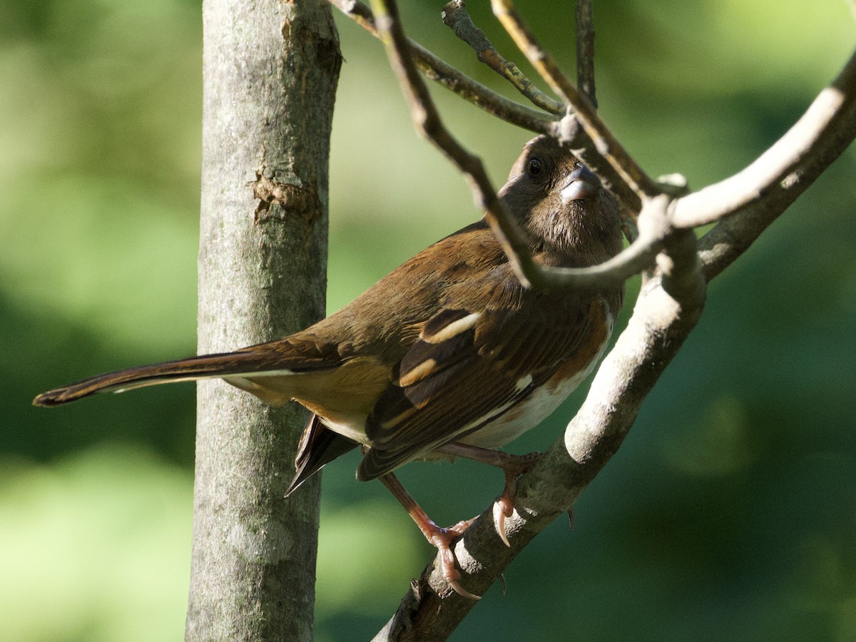 Eastern Towhee - ML642550727